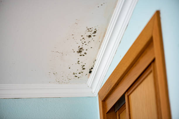 Best Preventive Mold Services in Deltana, AK