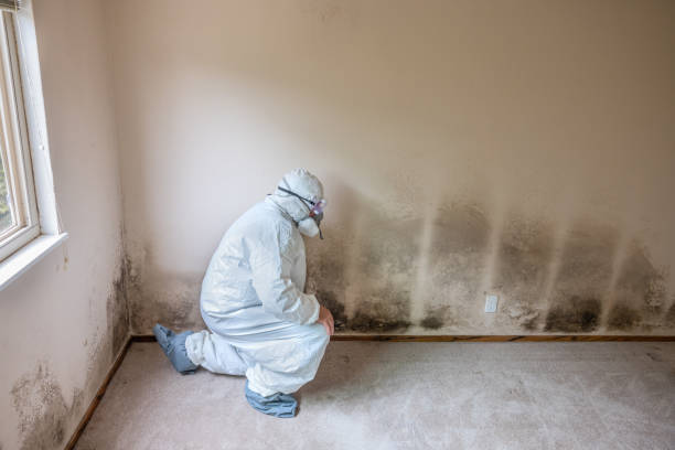 Best DIY Mold Remediation Support Services in Deltana, AK